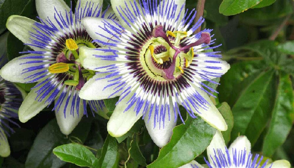 passiflora